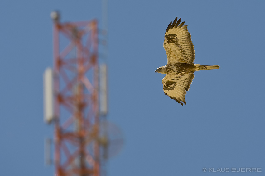 Long-legged Buzzard_KBJ5161.jpg - Long-legged Buzzard - Mt. Yoash, Eilat Mountains